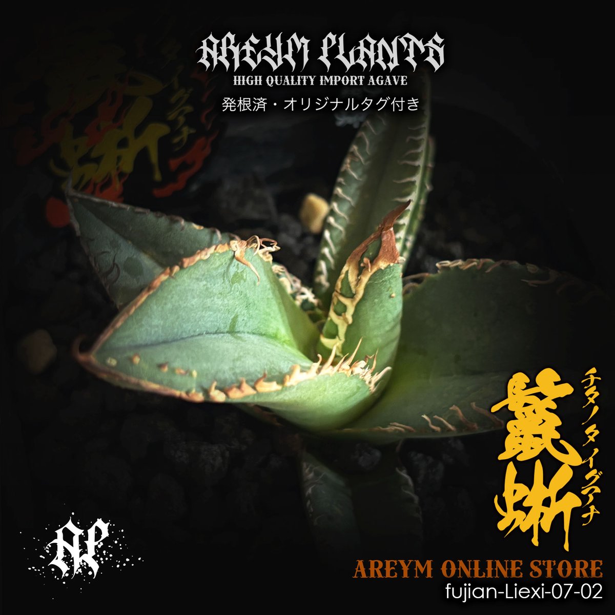 アガベ チタノタ 鬣蜥Iiexi 多肉植物アガベ チタノタ 鬣蜥Iiexi極上TC子株 福建省産 アガベ