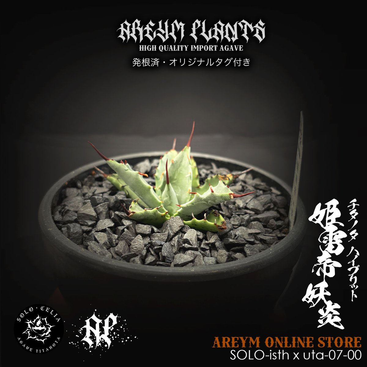 発根済 SOLO産ハイブリッド アガベ チタノタ 姫雷帝x妖炎 Agave