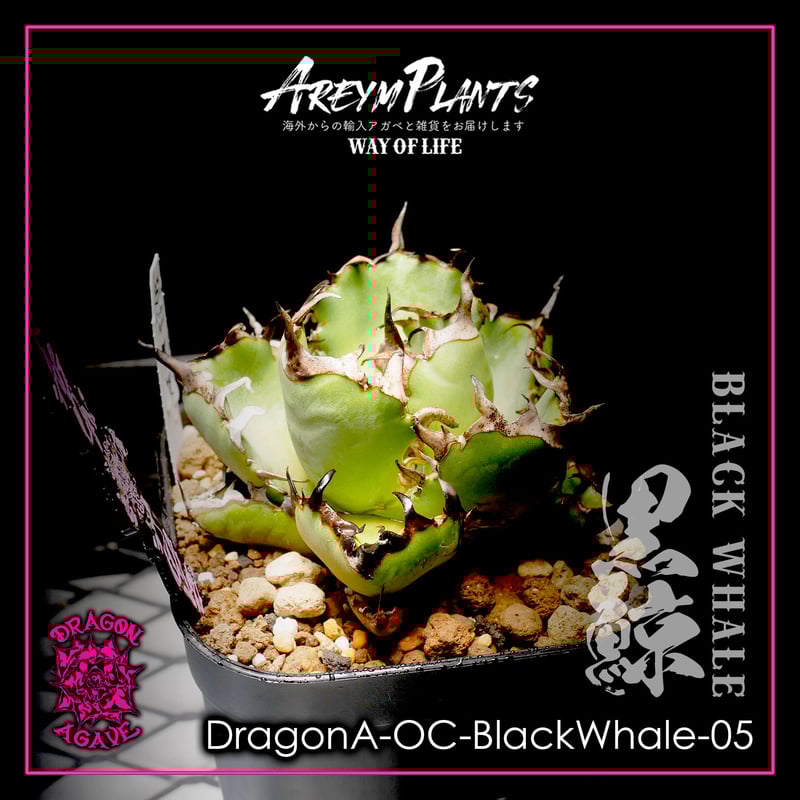 アガベ　チタノタ　ブラックドラゴン　良サイズ　達磨葉 アガベ チタノタ ブラックドラゴン Black Dragon /虎鯨 鉢ごと
