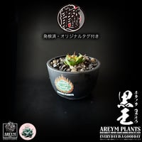 発根済 送料無料 潮龍家 安生産 アガベ チタノタ 黒王 agave titanota kokuo【Andy-OC-KOKUO-002-06】