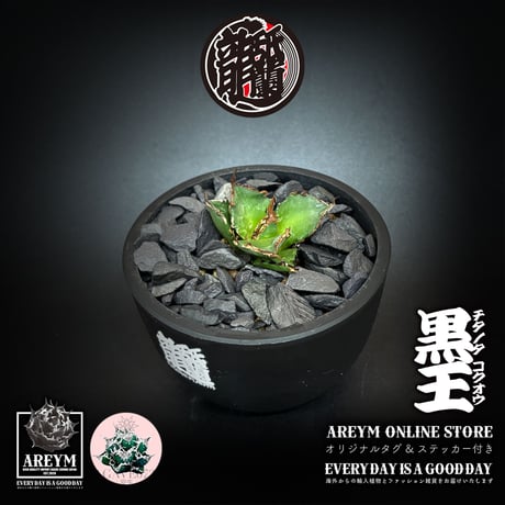 発根済 送料無料 潮龍家 安生産 アガベ チタノタ 黒王 agave titanota kokuo【Andy-OC-KOKUO-002-01】