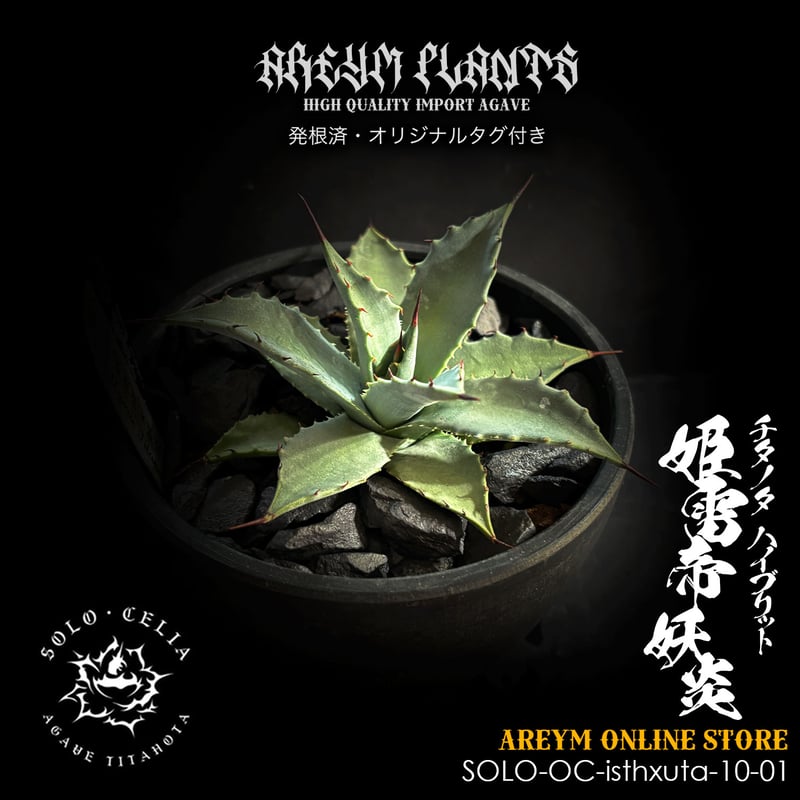 発根済 送料無料でお届け SOLO産ハイブリッド アガベ チタノタ 姫雷帝x