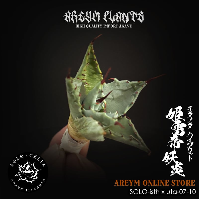 アガベ　妖姫　妖炎×姫厳龍　ハイブリッド　親株出品　プレステラ105 アガベ 妖姫 妖炎×姫厳龍 ハイブリッド 親株出品 プレステラ105 SOLO産