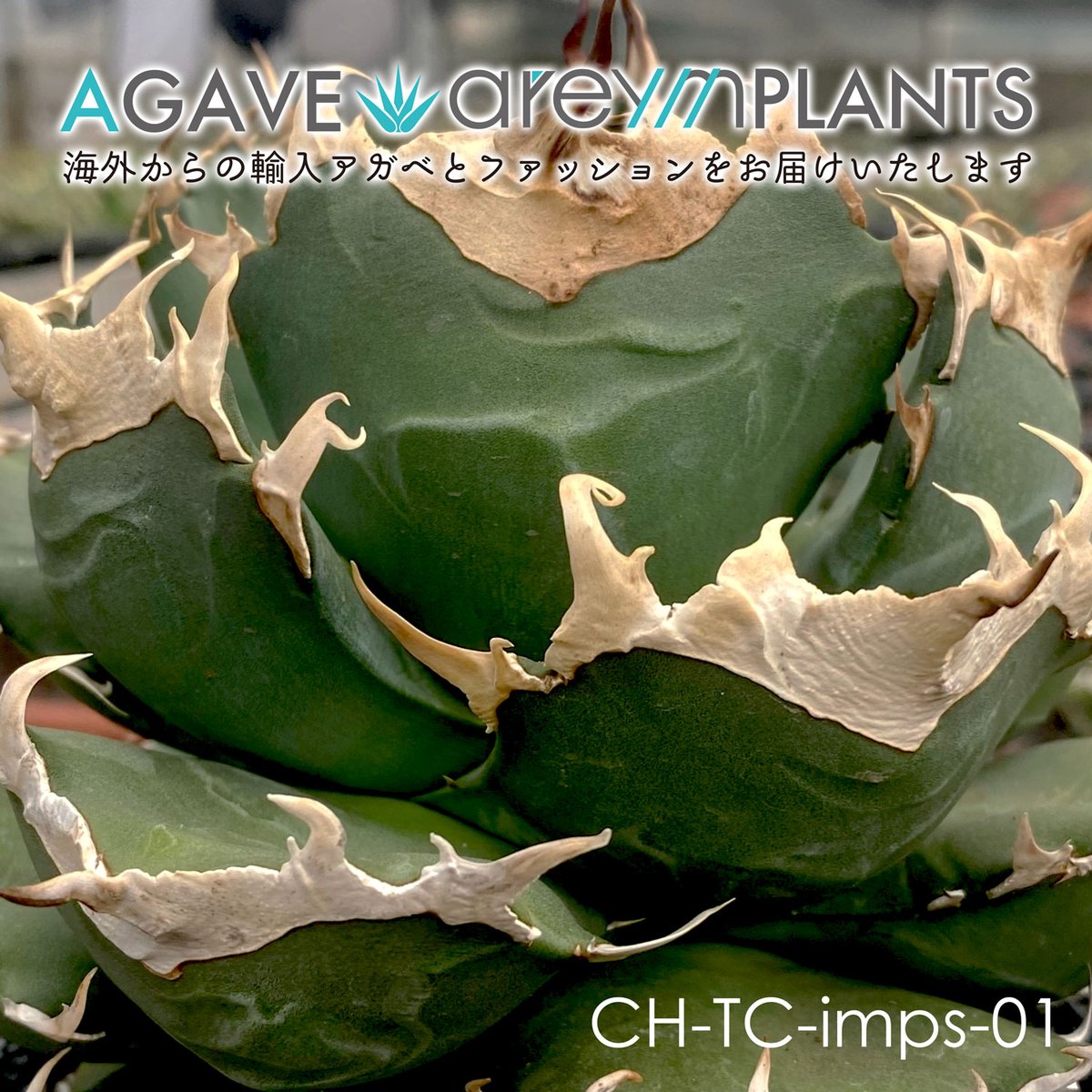 Agave titanota SS-02 アガベ チタノタ 台湾実生株 発根済み 【公式通販】