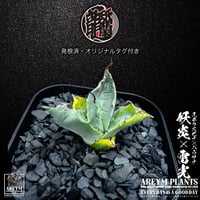 発根済 送料無料 アガベ エボリスピナ xパラサナ インプレッショニスト ARM-EVP05-01