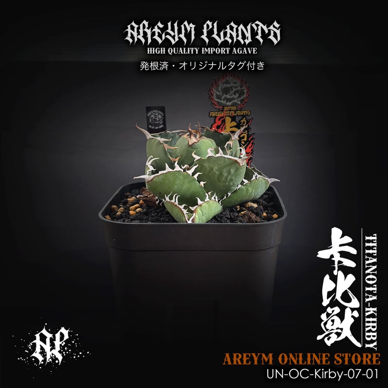 発根済 雲南省産 アガベ チタノタ 卡比兽 卡比獣 カビゴンAgave