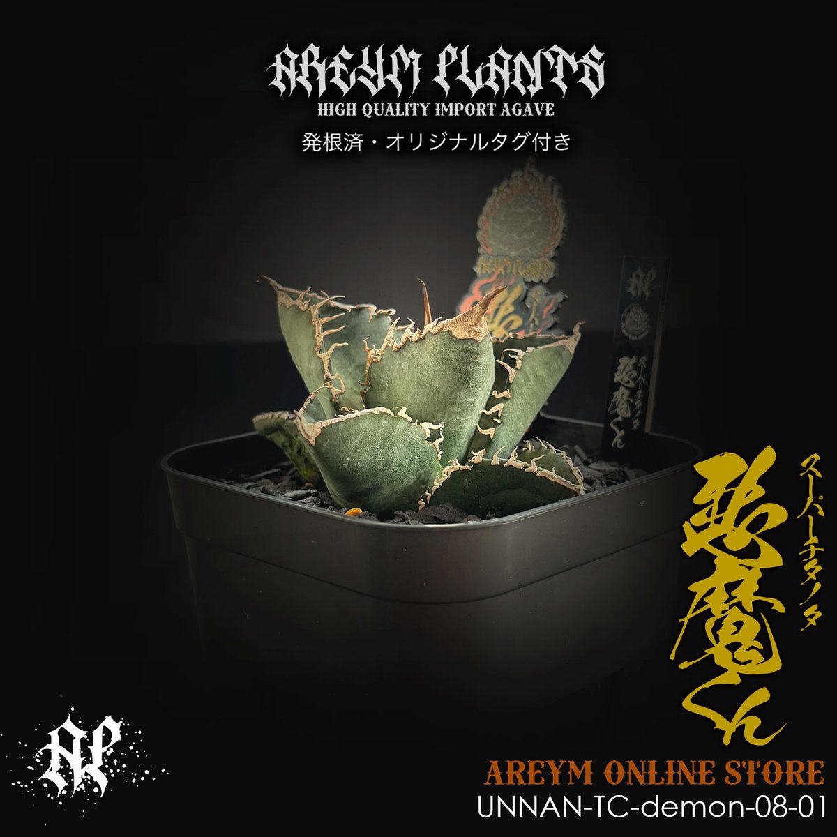 goodtaniku】アガベ チタノタ 悪魔くんJ01TC 発根済み鉢ごと発送
