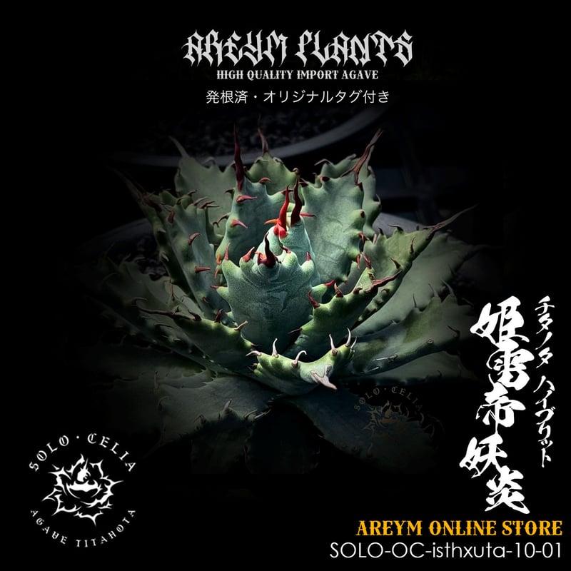 発根済 送料無料でお届け SOLO産ハイブリッド アガベ チタノタ 姫雷帝x