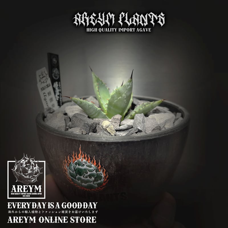 発根済 送料無料でお届け SOLO産ハイブリッド アガベ チタノタ 姫雷帝x