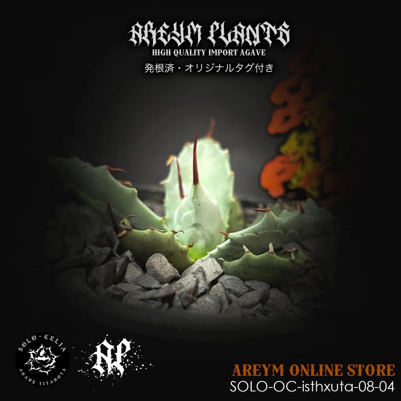 発根済 SOLO産ハイブリッド アガベ チタノタ 姫雷帝x妖炎 Agave