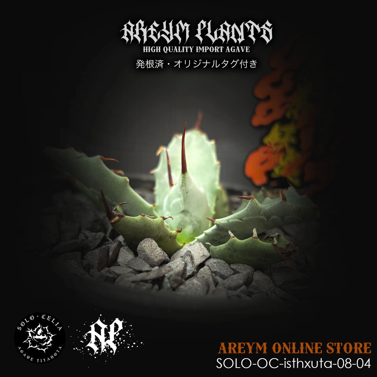 飛龍　ステラータ　美株 発根済み 飛龍 ステラータ 美株 発根済み