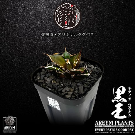 発根済 送料無料 潮龍家 安生産 アガベ チタノタ 黒王 agave titanota kokuo【Andy-OC-KOKUO-002-02】