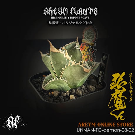 PLANT BIOTOPE アガベ　チタノタ　悪魔くん‼️おすすめ‼️速達 PLANT BIOTOPE様専用 アガベ チタノタ 悪魔くん‼️おすすめ