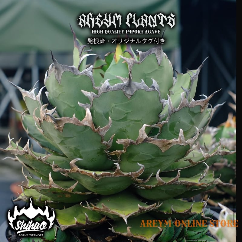 発根済 台湾Shi-hao産 アガベ チタノタ パンジン 胖鯨 agave