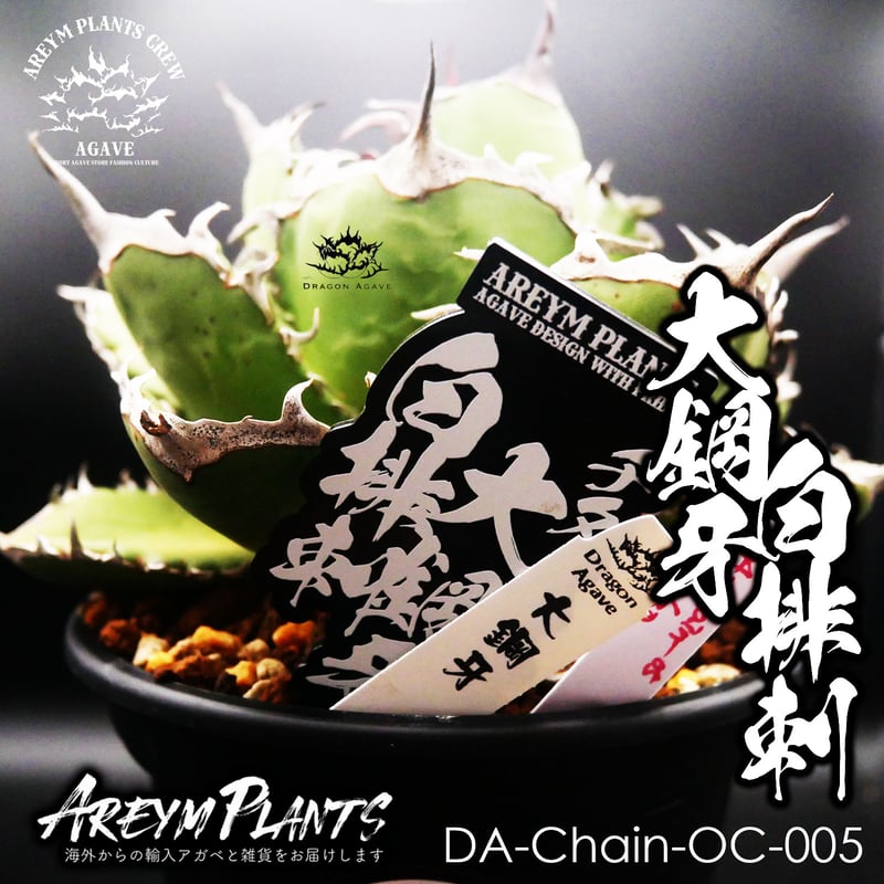 オリジナルタグ付き! アガベ チタノタ Agave Titanota 大鋼牙 白排棘  