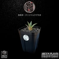 発根済 送料無料 アガベ ハイブリッド チタノタ×ヴィクトリアレジーナ agave hybrid chitanota x victoriae reginae ARM-CVR-06-01