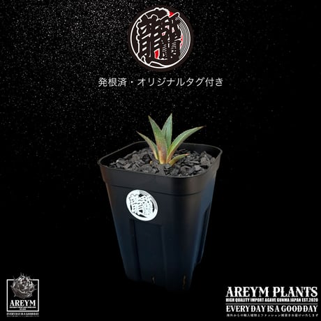 CATEGORY 新着アイテム | アレイムプランツ