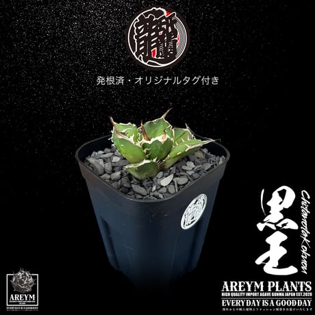 アガベチタノタ | STORES