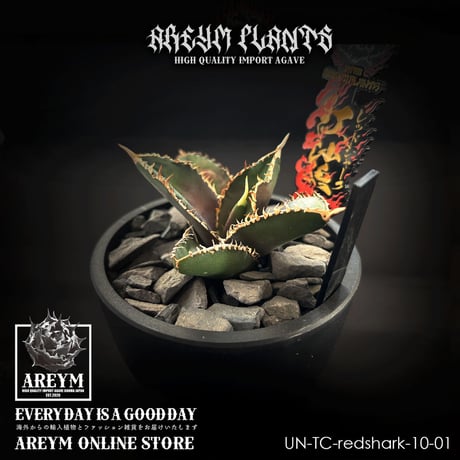 ラウハラ\"限定生葉” アレイムプランツ