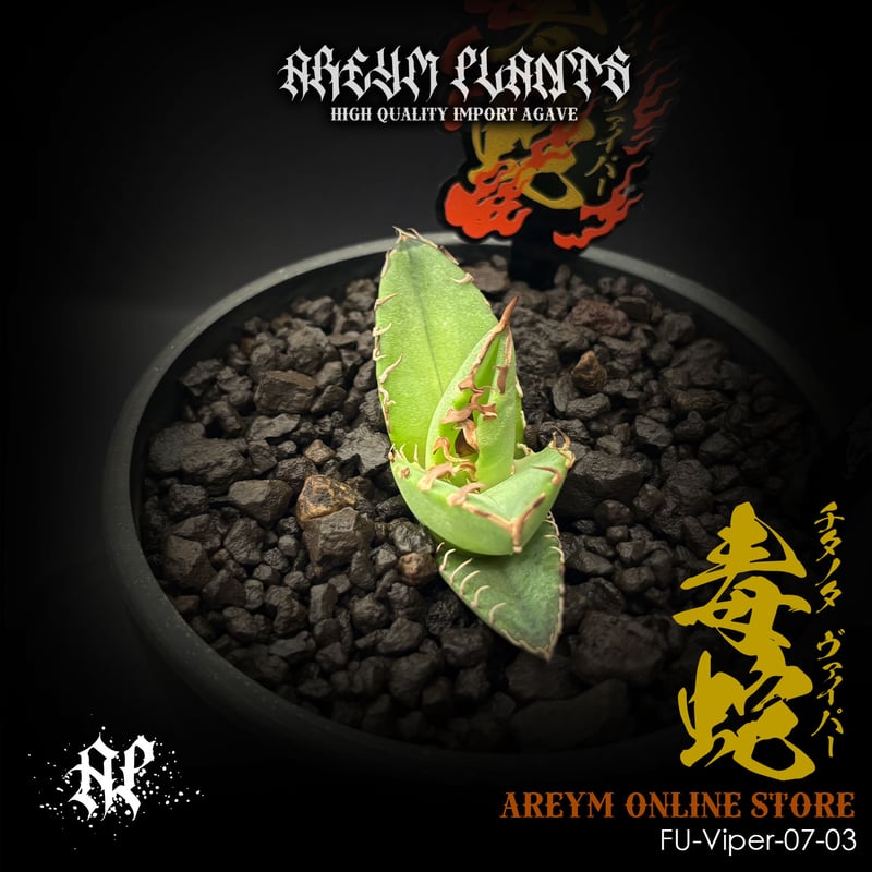 発根済 福建省産 アガベ チタノタ 毒蛇 Agave Titanota Viper