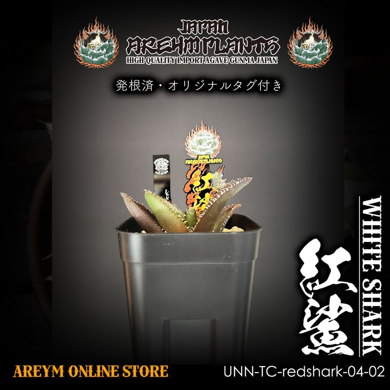 発根済 雲南省産 アガベ チタノタ 紅鯊 Agave Titanota red 発根済 雲南省産 アガベ チタノタ 紅鯊 Agave Titanota red