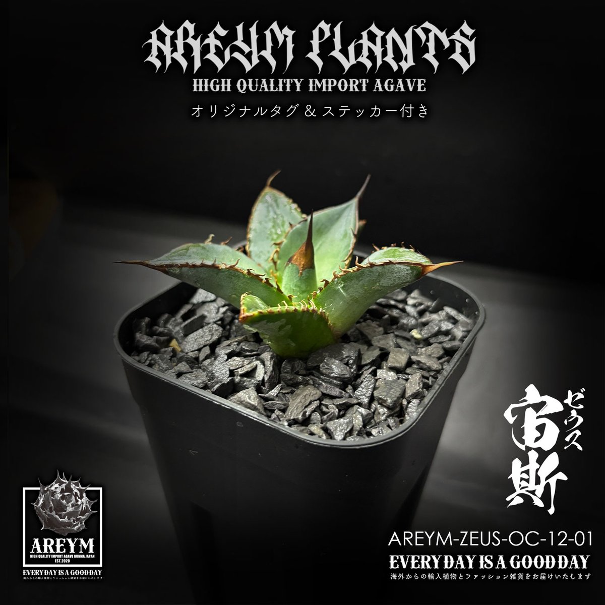 税込送料無料 アガベ チタノタ ゼウス 宙斯 Agave Titanota Zeus【AREY