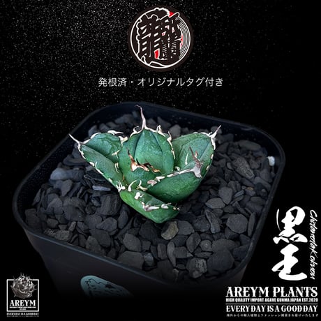 発根済 送料無料 潮龍家 安生産 アガベ チタノタ 黒王 agave titanota kokuo【Andy-OC-KOKUO-06-09】