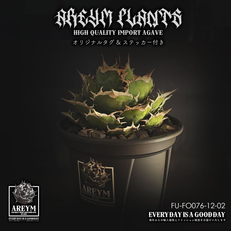 税込・送料無料でお届け致します アガベ チタノタ FO-076 Agave
