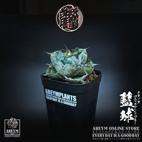 アレイムプランツ