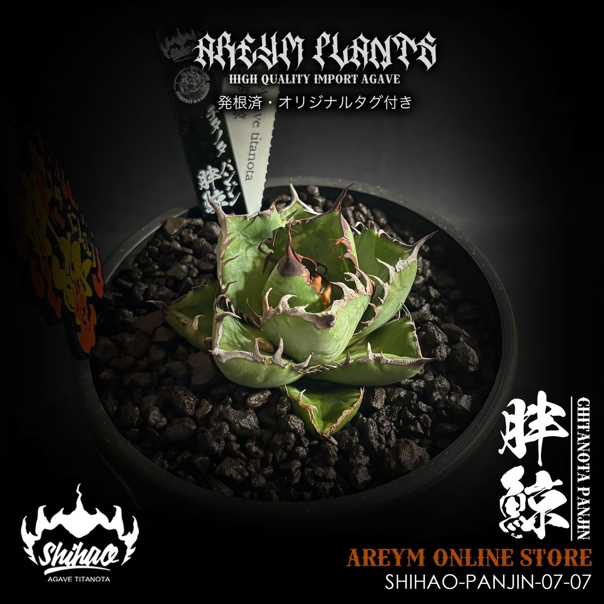 発根済 台湾Shi-hao産 アガベ チタノタ パンジン 胖鯨 agave