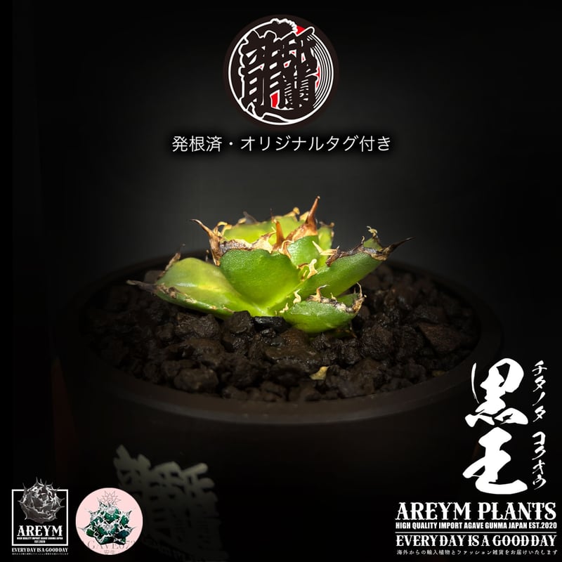 発根済 送料無料 潮龍家 安生産 アガベ チタノタ 黒王 agave titanota
