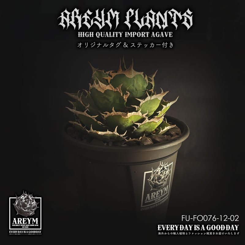 税込・送料無料でお届け致します アガベ チタノタ FO-076 Agave