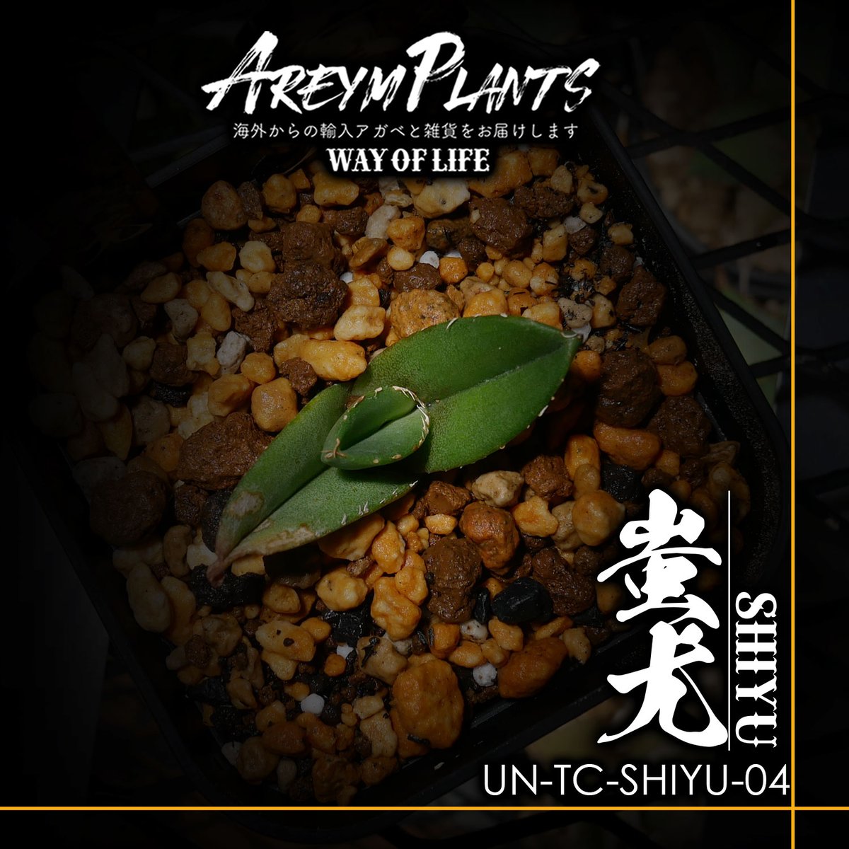 希少【匿名配送】オリジナル生産アガベチタノタ蚩尤TC shangao