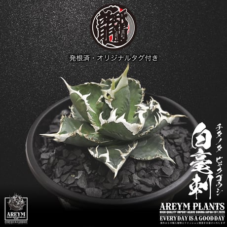 発根済 送料無料 アガベ チタノタ 白毫刺 白豪刺 agave titanota byakugousi【ARM-OC-BYAKU-06-04】
