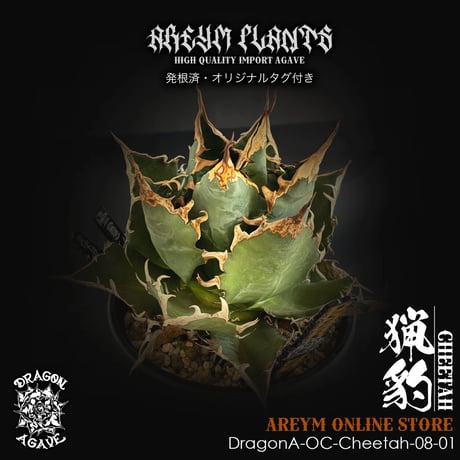 おまとめ専用 アガベ 焱 / 炎 Lophantha × Purple 専用アガベ 焱