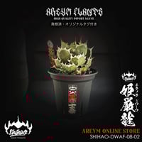 w*y様 c5 超優秀血統 激アレ台湾産 多肉植物アガベ チタノタ 毒蛇 子株 w*y様 c5 超優秀血統 激アレ台湾産 多肉植物アガベ チタノタ