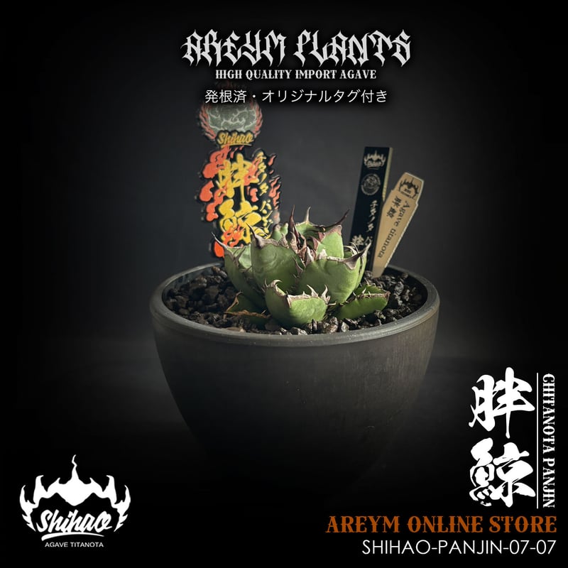 発根済 台湾Shi-hao産 アガベ チタノタ パンジン 胖鯨 agave