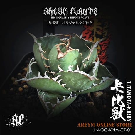 アガベ チタノタ カービィ獣（カビゴン） 短葉肉厚 発根済み 鉢ごと