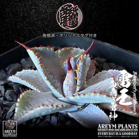 発根済 送料無料 ハイブリッド 雷王 血雨x雷神 ブラッドスポット×ポタトラム Agave hybrid Bloodspot x potatorum