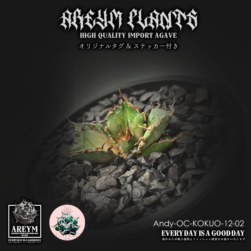 税込送料無料 潮龍家 安生産 アガベ チタノタ 黒王 agave titanota