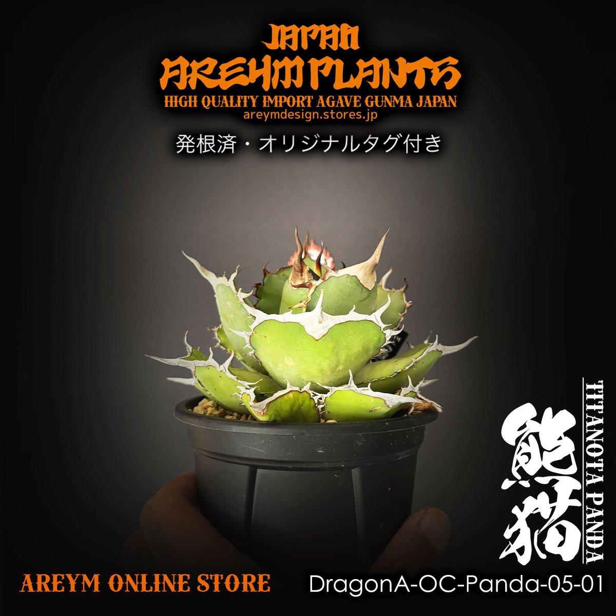 ドラゴンアガベ産！アガベ チタノタ熊猫 Agave titanota Panda