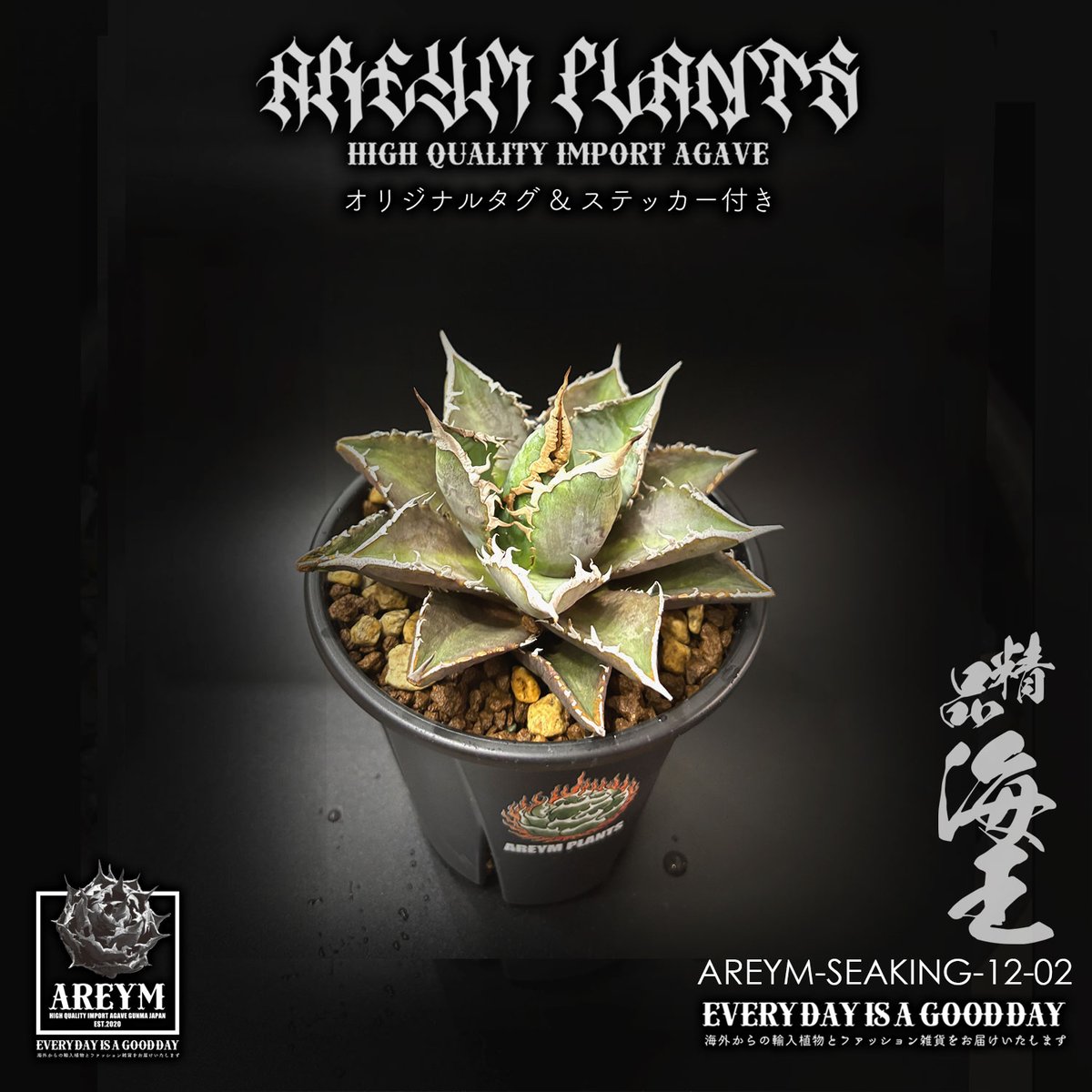 税込・送料無料でお届け致します アガベ チタノタ 精品海王 Agave