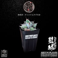 発根済 送料無料 アガベ チタノタ ブラックアンドブルー Agave Titanota Black and Blue ボールタイプ【ARM-BAB-06-02】