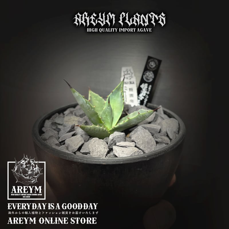 発根済 送料無料でお届け SOLO産ハイブリッド アガベ チタノタ 姫雷帝x
