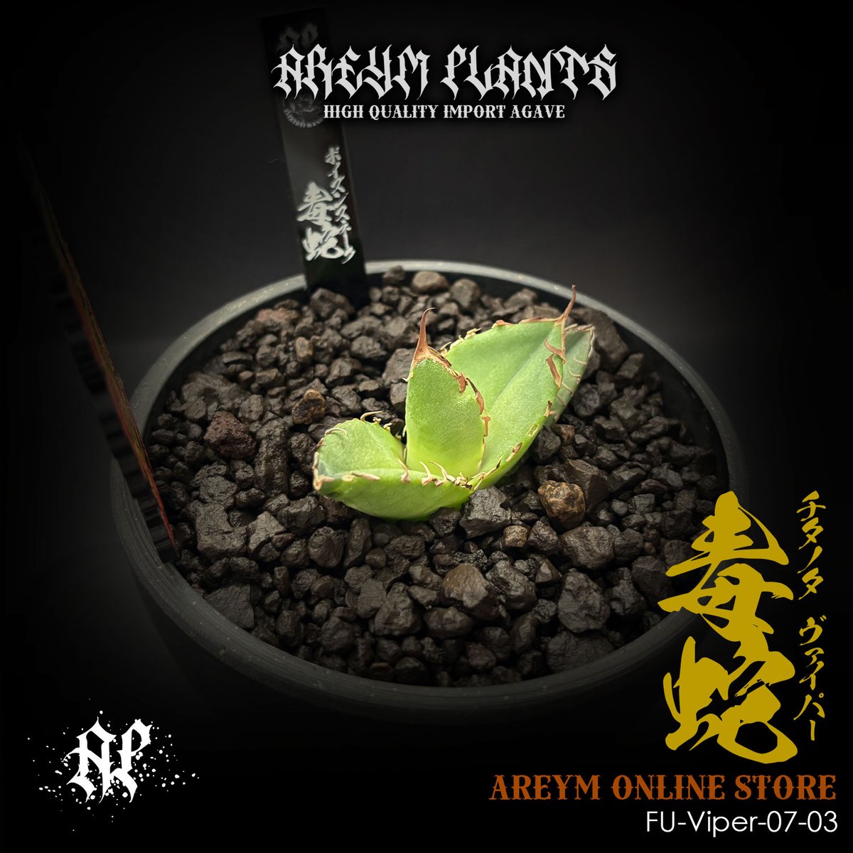 アガベ　agave 毒蛇 アガベ agave 毒蛇