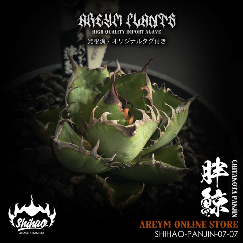 発根済 台湾Shi-hao産 アガベ チタノタ パンジン 胖鯨 agave