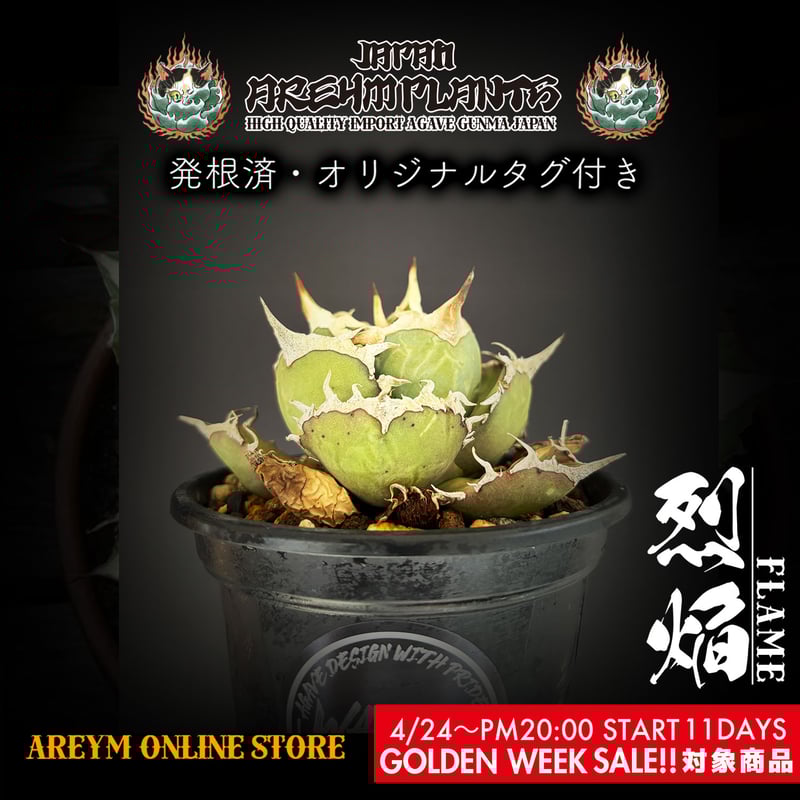 ドラゴンアガベ産!アガベ チタノタ フレイム 烈焰 agave ドラゴンアガベ産!アガベ チタノタ フレイム 烈焰 agave
