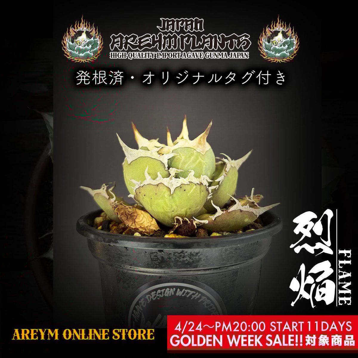 アガベチタノタ烈焔オテロイ子株3株付き