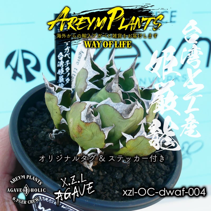 台湾Agave 鉢植え　姫厳竜　4号鉢サイズ超極上株 アガベ・チタノタ 姫厳竜（強刺特選ボール）小-040｜agave