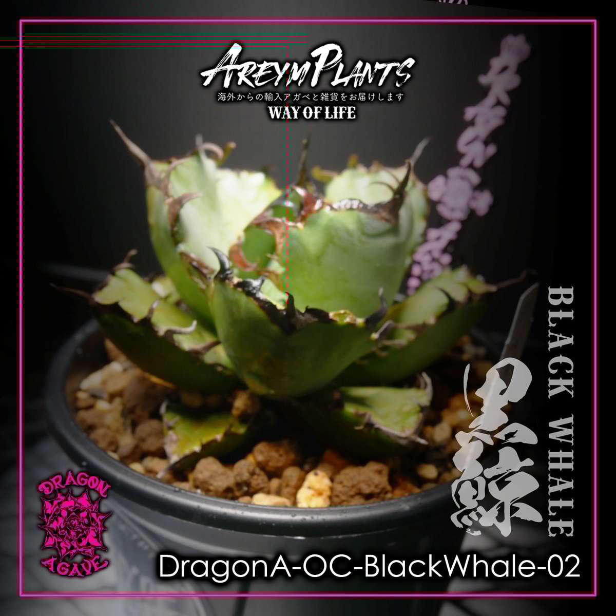 アガベチタノタ ブラックドラゴン Black Dragon /虎鯨